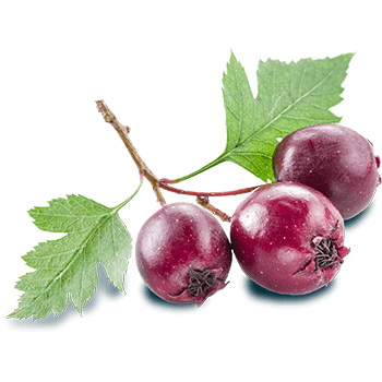 Hawthorn extract