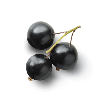 Black currant fruit extract